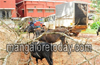 Mangalore: Pick-up truck carrying stolen cattle attacked at Thumbay